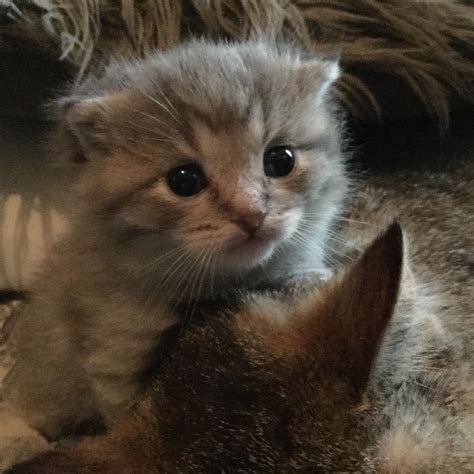 My girlfriend’s 3 week old kitten : r/aww