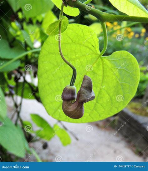 Dutchman`s Pipe Or Pipevine Stock Image Image Of Leaves Aristolochia