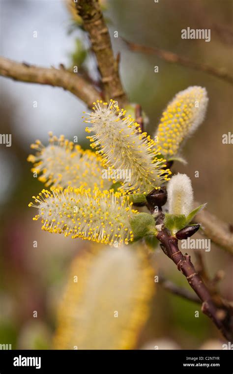 Pussy Willow Catkins Signs Of Spring Stock Photo Alamy