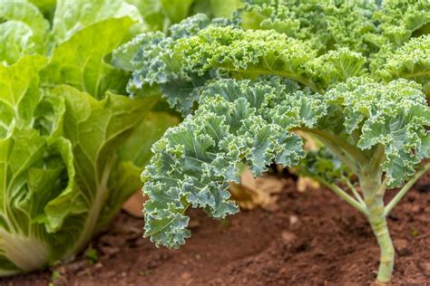 Growing Kale How To Germinate Water And Harvest