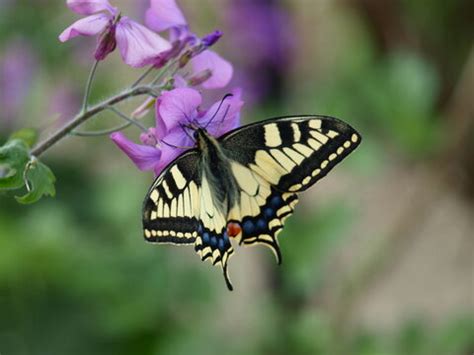 รูปภาพMachaon – เลือกดูภาพถ่ายสต็อก เวกเตอร์ และวิดีโอ9,719 | Adobe Stock