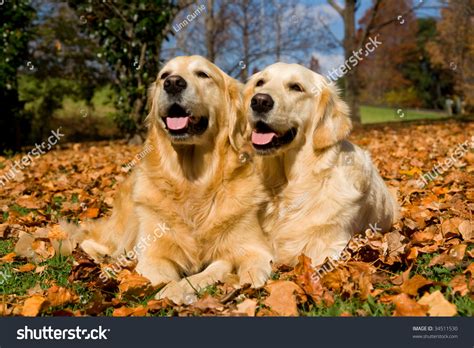 2 Golden Retriever Dogs Lying Down In Field Of Fallen Autumn Fall