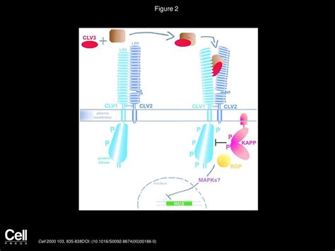 Signaling Cell Fate in Plant Meristems - ppt download