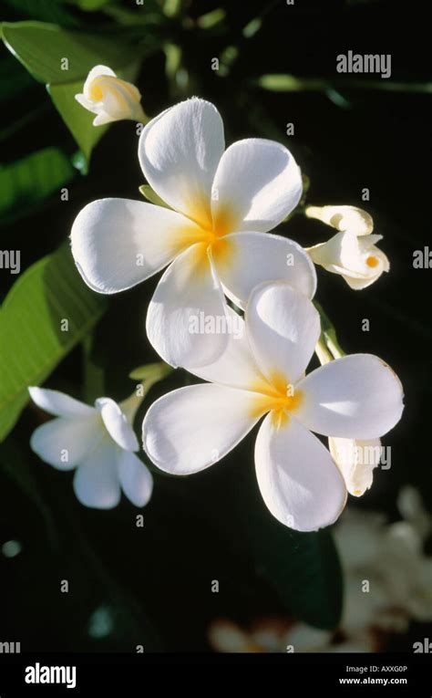 Frangipani West Indian Jasmine Monoi West Indian Jasmine Plumeria