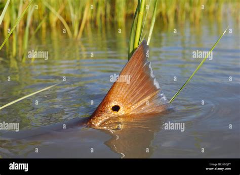 Redfish Also Known As Red Drum Tailing And Feeding On The Shallow Flats