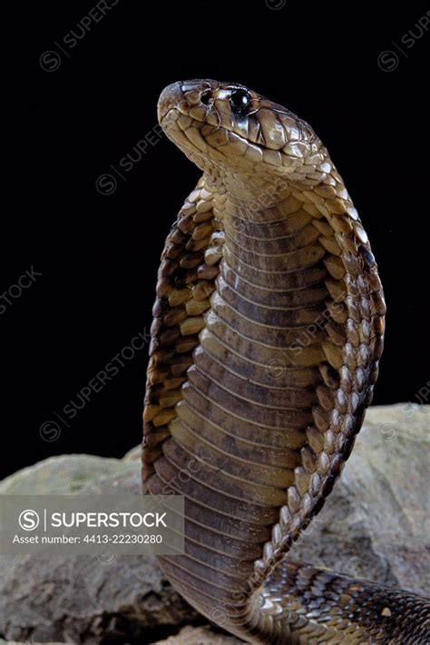 Egyptian Cobra Naja Haje Standing Superstock