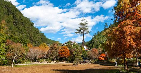 台中東勢林場＆安妮公主花園一日遊 Klook 客路