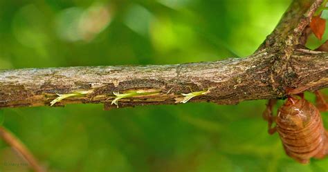 Managing Cicada Damage to Trees