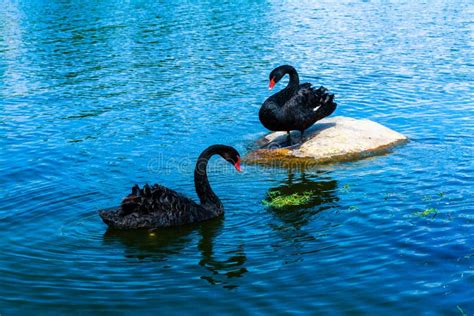 Dos Gansos Negros Nadan En El Lago Foto De Archivo Imagen De Pasillo