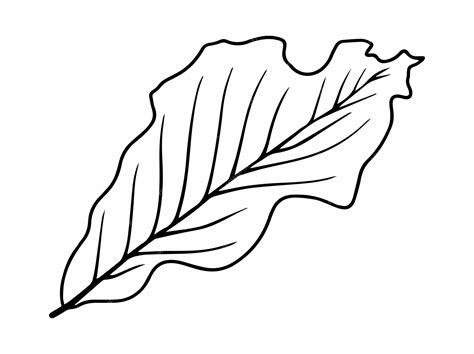 Premium Vector Hand Drawn Leaves Sketch Line Art Illustration