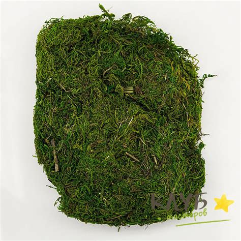 Натуральный мох, 20 г купить в интернет-магазине Клуб Мастеров