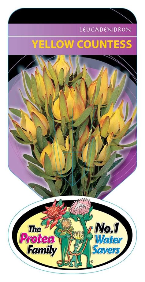 Leucadendron Yellow Countess 6 Pot Hello Hello Plants