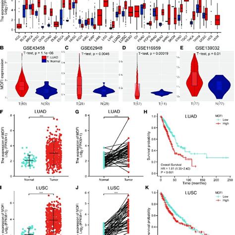 Expression of MDFI in tumor tissues. (A) Heat map of MDFI expression in ...