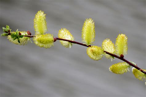 Homestead Stories Growing Pussy Willows Insteading