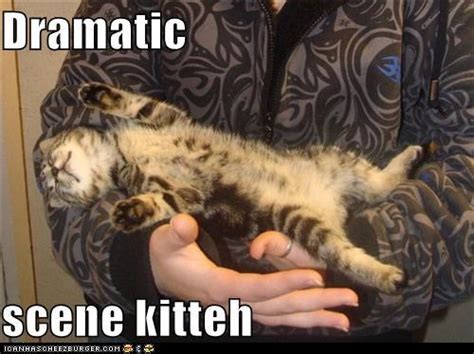 Classic Lolcat Lolcats Lol Cat Memes Funny Cats Funny Cat Pictures With Words On Them