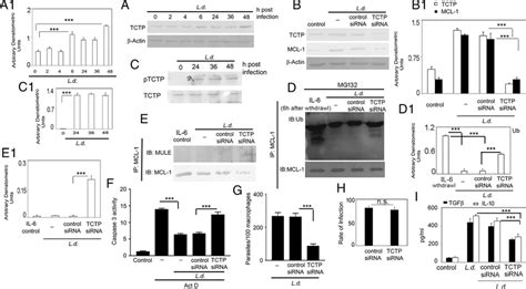 Effect Of Tctp Inhibition On Mcl Stabilization And Apoptosis