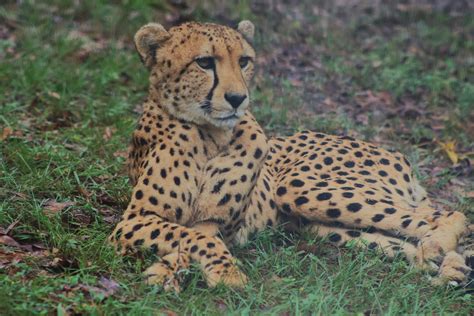 chehaw wild animal park photos