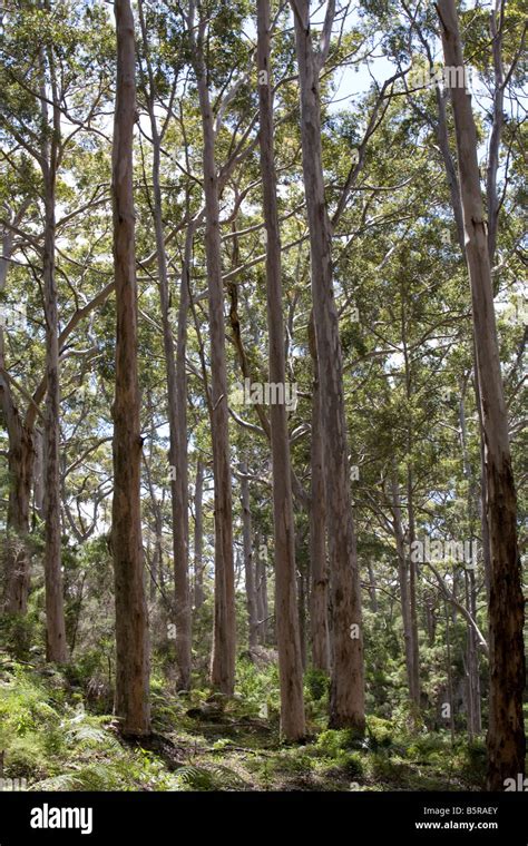 Karri Rboles De Eucalipto Eucalyptus Diversicolor En Leeuwin