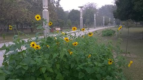 Sunflowers In Lohia Park Lucknow Vineet Wal Flickr