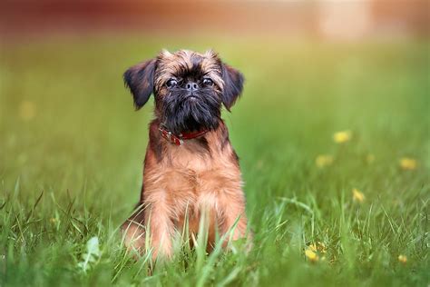 The Worlds Smallest Dog Breeds - WorldAtlas.com