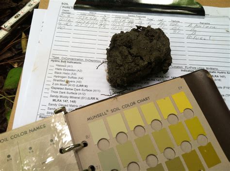 Usacoe Hydric Soil Indicators The Swamp School