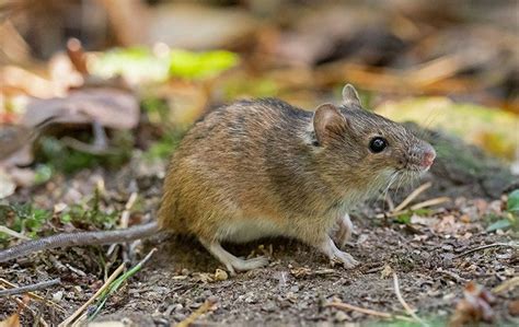 Ultimate Guide To Rodent Prevention And Control Keeping Your Colorado