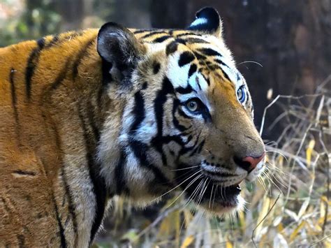 Best Tiger Safari India Tours Book Wildlife Safari In 2024