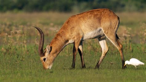 lechwe antelope animal  photo  pixabay