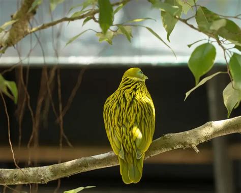 Тілопо золотистий - факти, дієта, ареал і фотографії на Animalia.bio