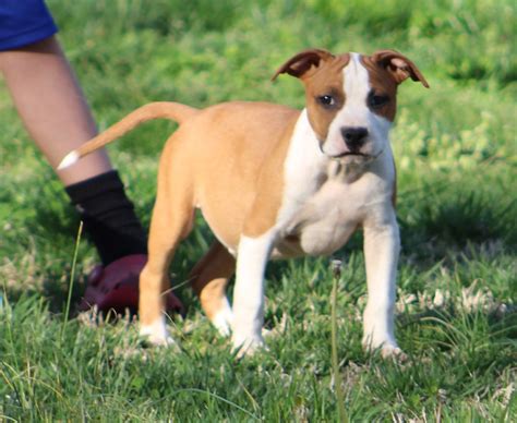 American Staffordshire Terrier (Amstaff) Puppies For Sale In North Carolina