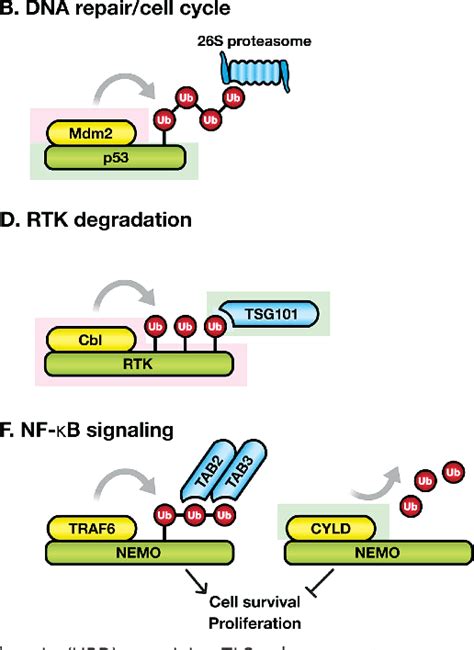 Figure 1.1 from Ubiquitin Signaling and Cancer Pathogenesis | Semantic ...