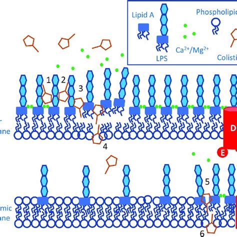 Current Model For The Mechanism Of Action Of Polymyxin Antibiotics The