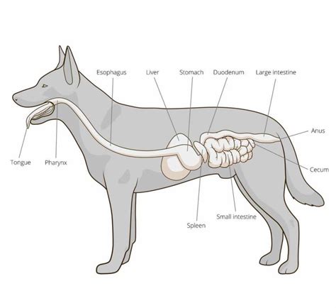 Syst Me Digestif D Un Chien Super Chien Chat