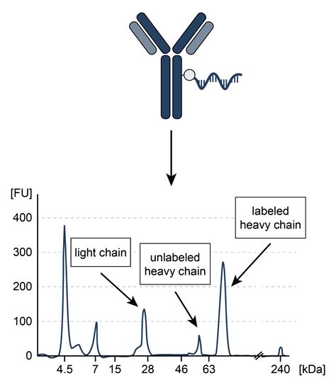 PICO Antibody Quality Control Service – Actome