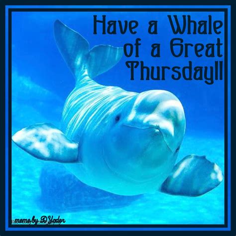 Have A Whale Of A Great Thursday Beluga Whale Beluga Whale Fish