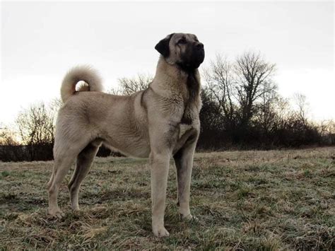 Kangal Shepherd Dog Puppies For Sale Jelena Dogshows