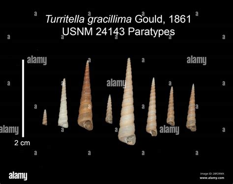 Turritella Gracillima 22 Oct 20158 Stock Photo Alamy