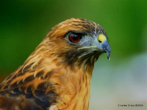 identify bird nature photonet