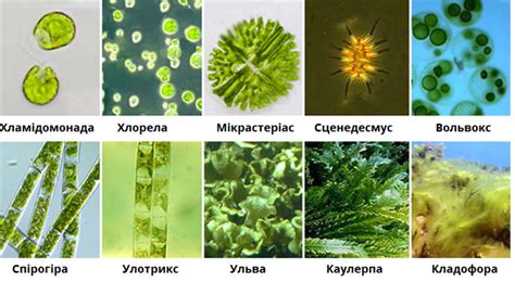 Зелені водорості — урок. Біологія, 6 клас.
