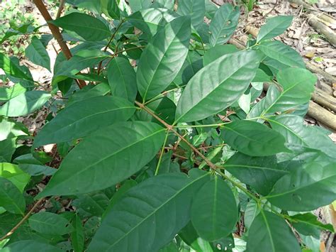 fresh daun salam bay leaves syzygium polyanthum etsy