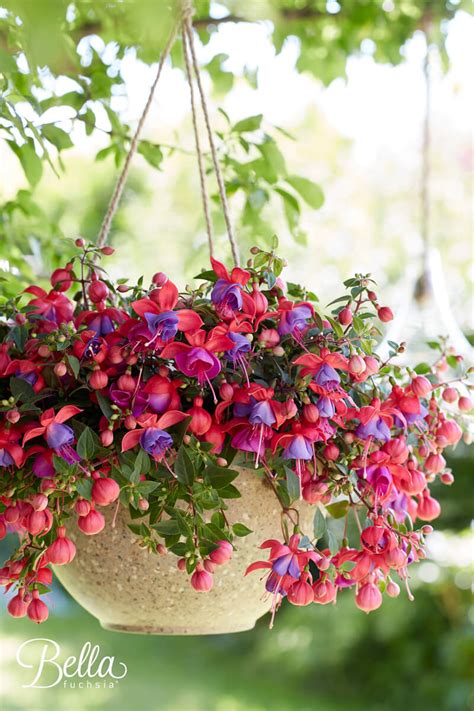 Bella Fuchsia Maria