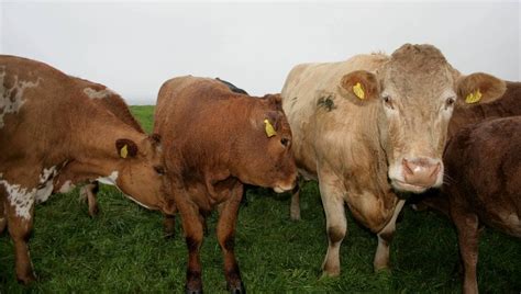 Nå er sex misbruk av dyr forbudt NRK Norge Oversikt over nyheter fra ulike deler av landet