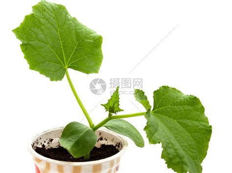 黄瓜幼苗农业叶子园艺蔬菜植物学花园白色绿色高清图片下载 正版图片321150390 摄图网