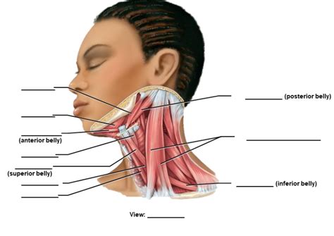 neck anatomy  diagram quizlet