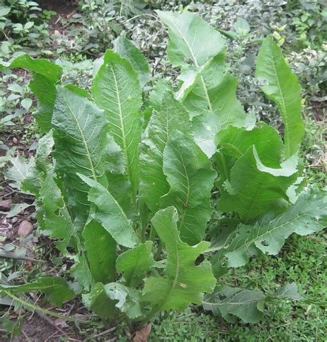 Хрен » Боги Славян