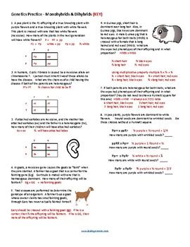 Simple Genetics Practice Remote Edition Key By Biologycorner