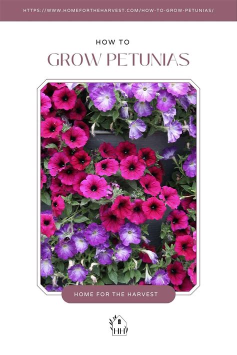 How To Grow Petunias Essential Care Tips For Vibrant Blooms