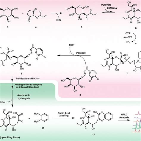 A The Structures Of N Acetylneuraminic Acid 1 Neu5ac And