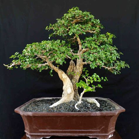 Cara Membuat Bonsai Dari Akar Pohon Mati Tumbuhan Id