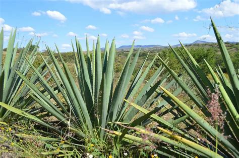 Agave y Economía Solidaria Comunidad y Desarrollo